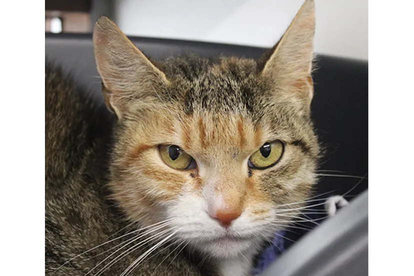 nela dierentehuis arnhem en omstreken