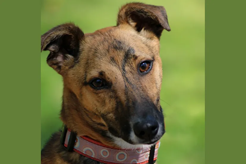 nina dierentehuis arnhem en omstreken