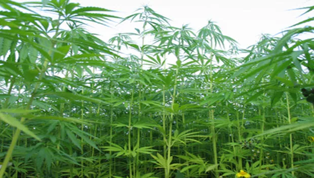 nj1bja8a8r51bbjhnk1kloc42 hennep01