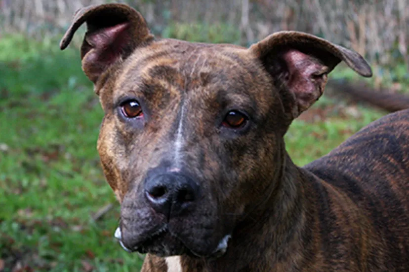 nova dierentehuis arnhem en omstreken