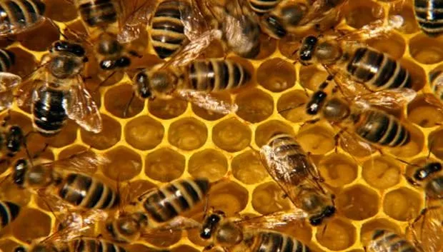 o0lcbfp7otpyl9pu8t02x0i9p bijen