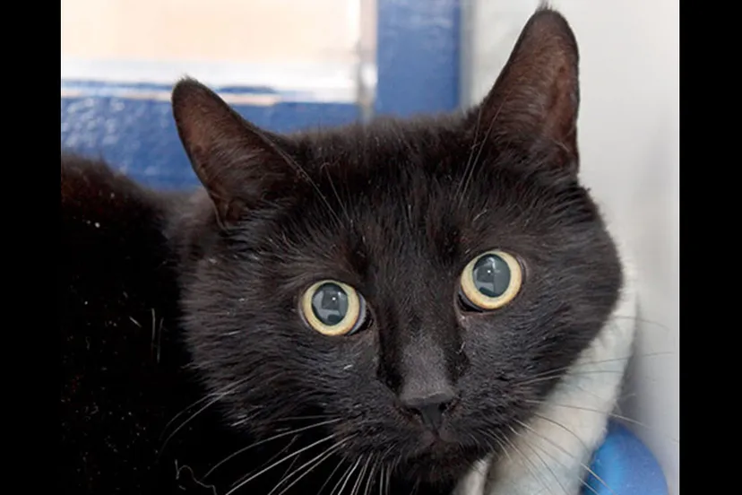 oepsie dierentehuis arnhem en omstreken