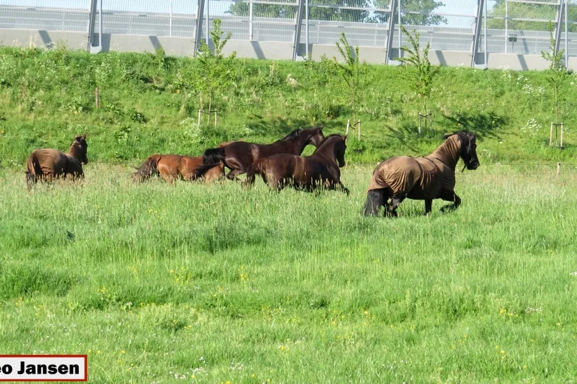 ol1108jhglm2yzrwqb0v7phol 2014 05 03 gerfdeweide inscharing vee 011