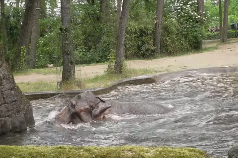 olifanten wapenen zich tegen de tropische warmte1 sarah derksen koninklijke burgers zoo