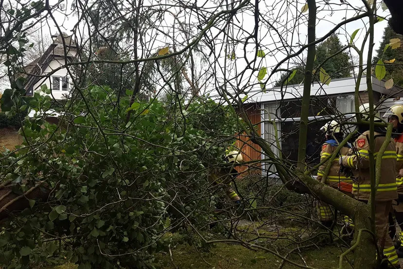 omgevallen boom den bruil velp