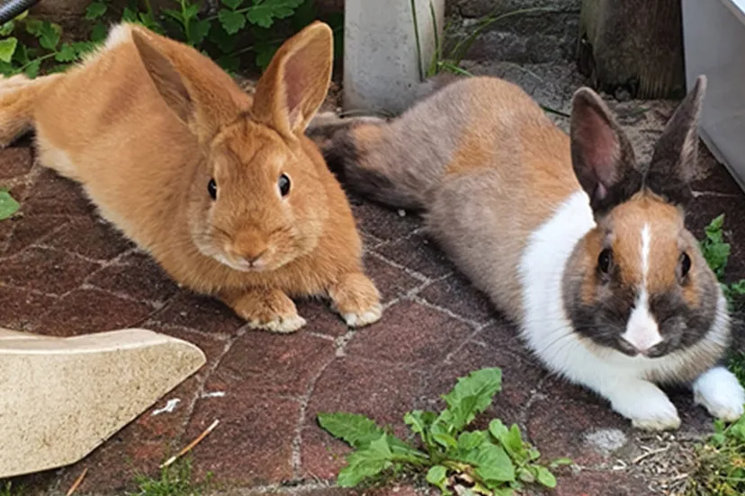 ontmoet maxie en mila dierentehuis arnhem en omstreken