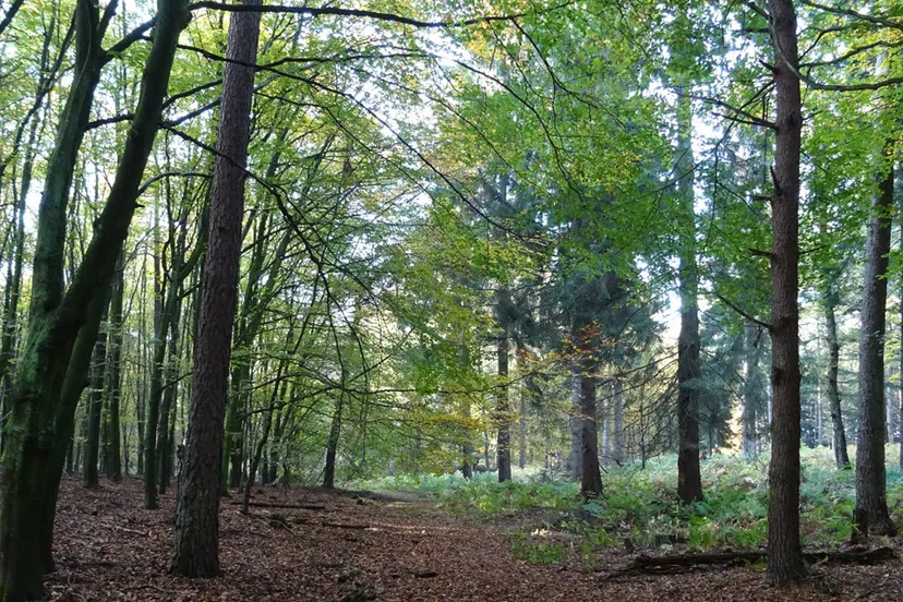 onzalige bossen ivn oost veluwezoom