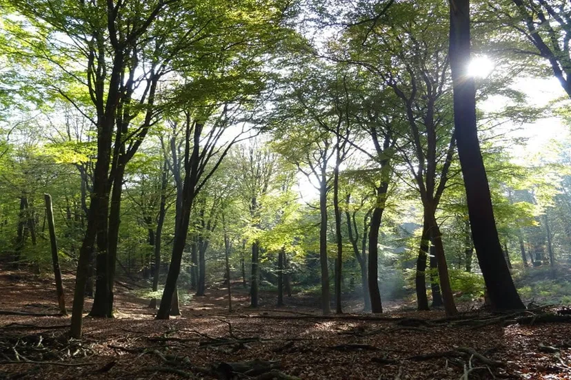 onzalige bossen ivn oost veluwezoom1