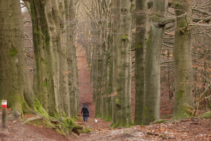 onzalige bossen karin otermann 1