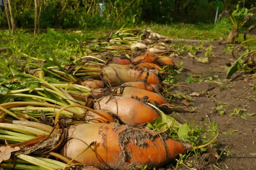 open dag ivn tuin jannie de jong