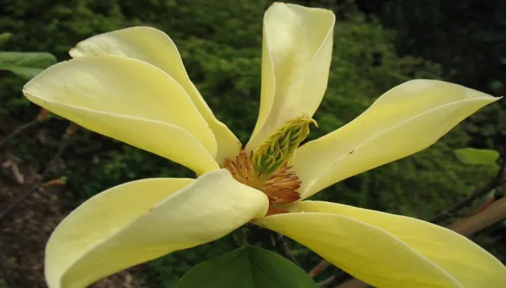 open tuinen groei bloei veluwezoom