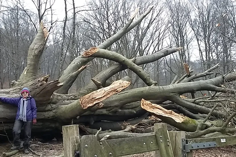ossendaalselaan gesneuvelde beuk anne sleeboom