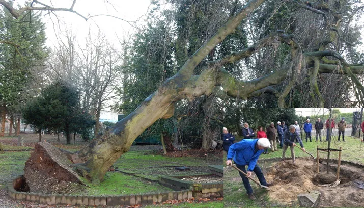oude treurbeuk rhedens dorpsbelang