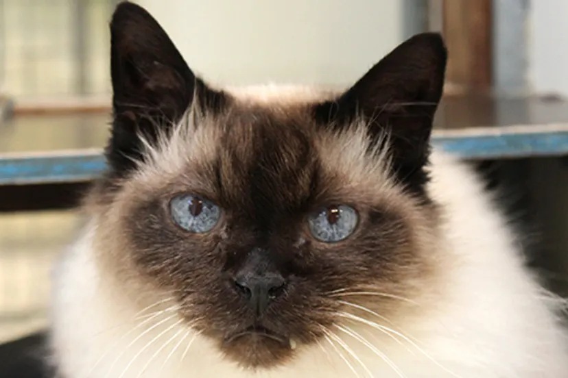 ozzy dierentehuis arnhem en omstreken