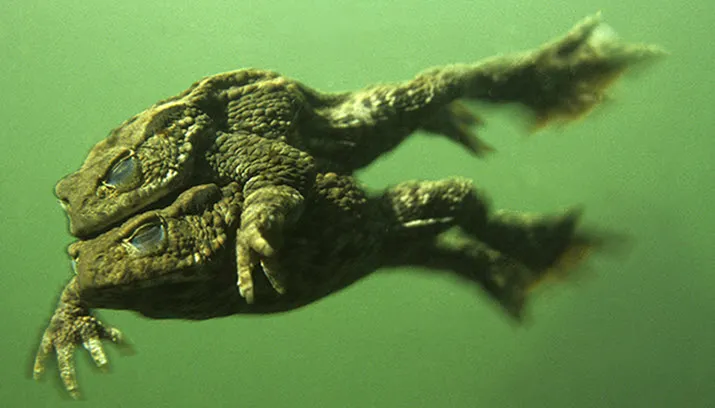 padden in de klemhouding