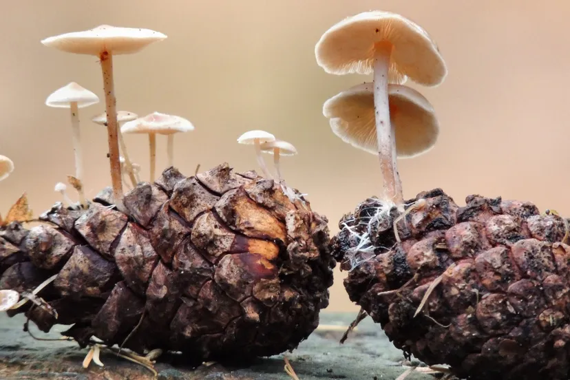 paddenstoelen ivn oost veluwezoom