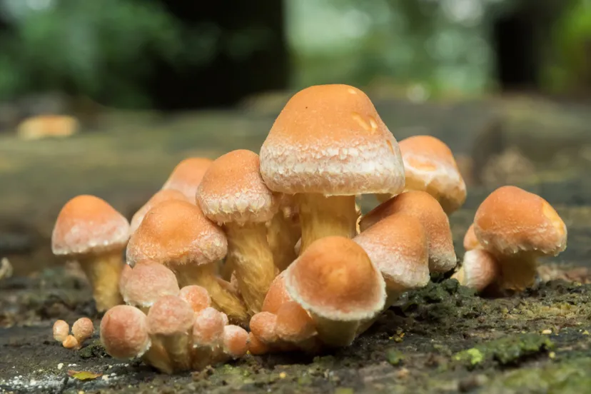 paddenstoelen1 ivn oost veluwezoom