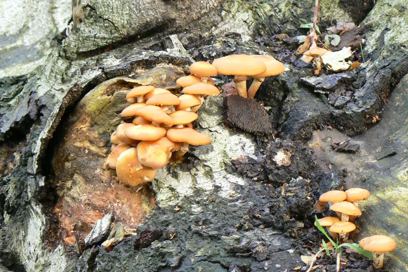 paddenstoelen1