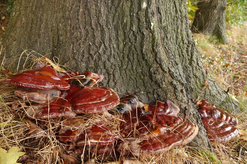 paddenstoelencursus jannie de jong