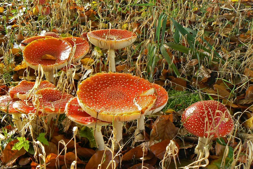 paddenstoelencursus jannie de jong