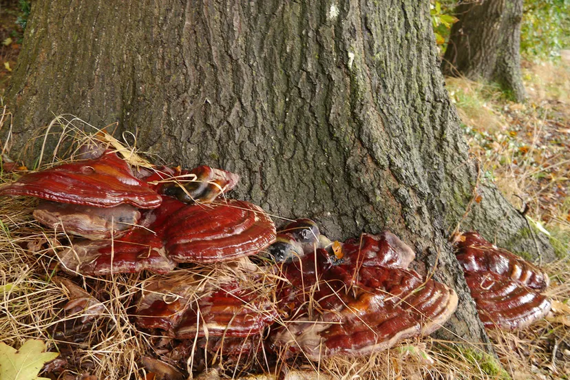 paddenstoelencursus jannie de jong