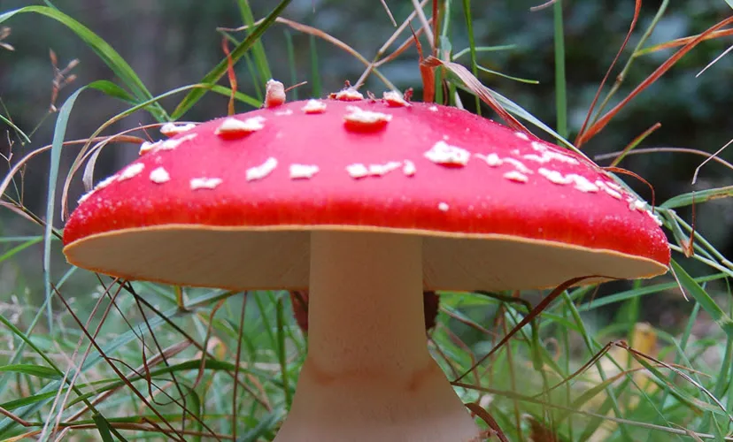 paddenstoelentocht karin otermann