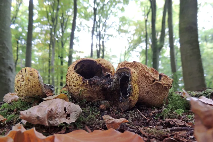 paddenstoelenwandeling ivn aardappelbovist corlene van den camp