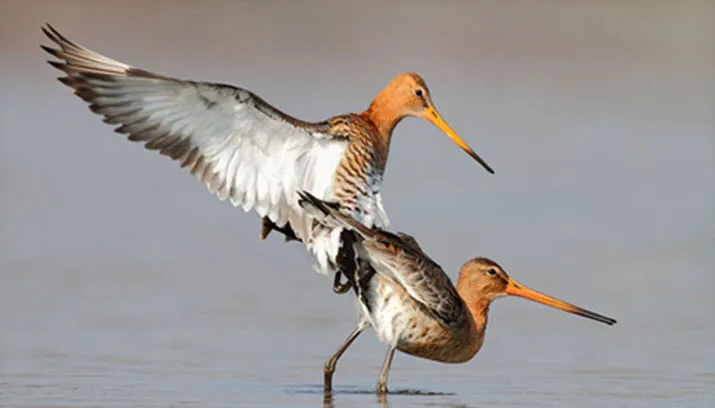 parende gruttos koos dansen persbericht