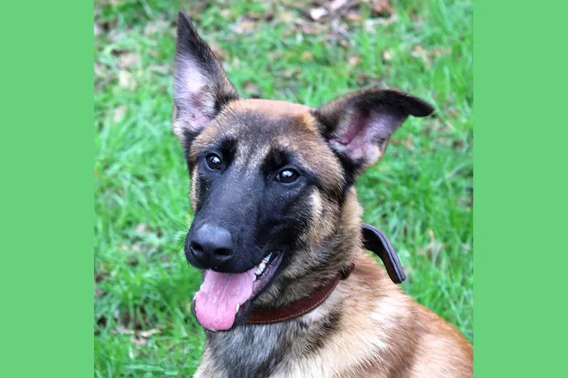 piet dierentehuis arnhem en omstreken