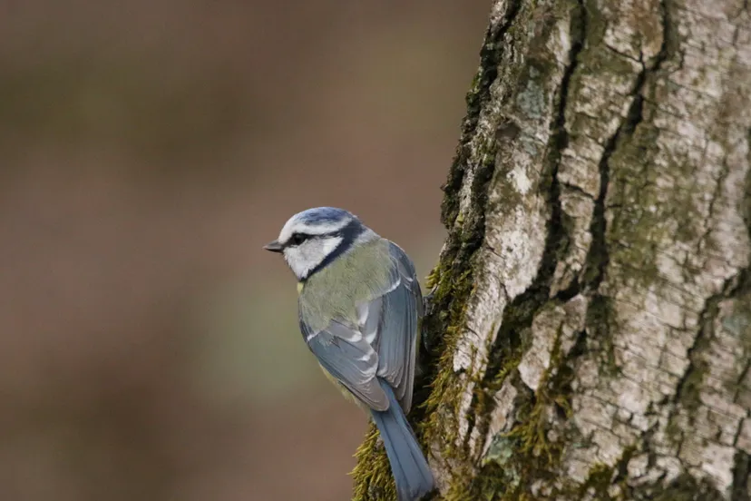 pimpelmees jaap vette