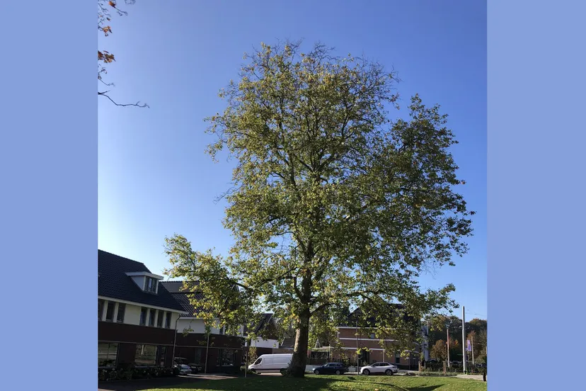 plataan in de nieuwbouwwijk parkveld daalhuizen velp gemeente rheden 1