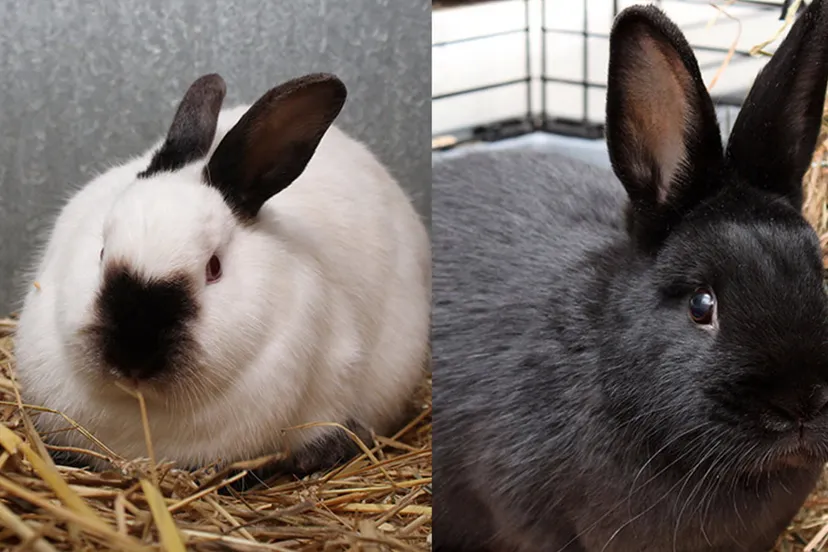 poppy en dropje dierentehuis arnhem en omstreken