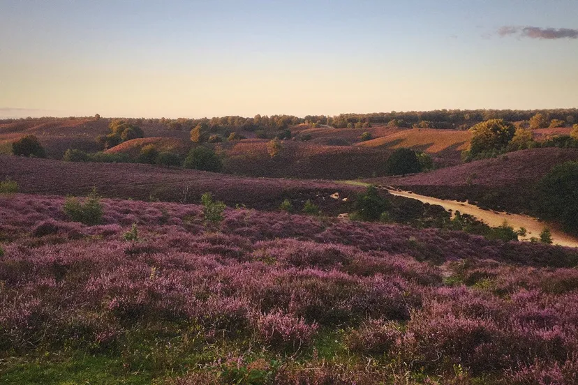 posbank bloeiende heide jamie lebbink fotografie