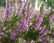 pvzg3zn4c00qfl8c40w17o1hf 226300