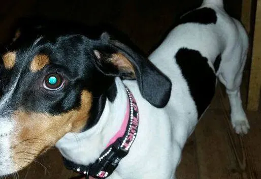 qfuy749o9355m37deb2woy9m3 hond1