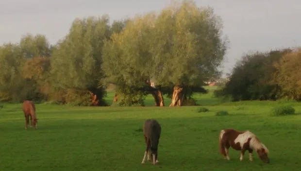 qj2kdzruu1784x7niwfqqpcta velperwaarden knotwilgen 2014 e o steenwaard 8