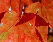 qrl2cw6v5twqogiighocz5x3g 170220