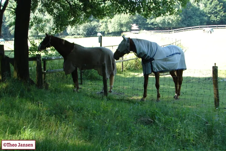 qv7mr95g9gjqlfqgjxlhm60sq azomer in velp 002