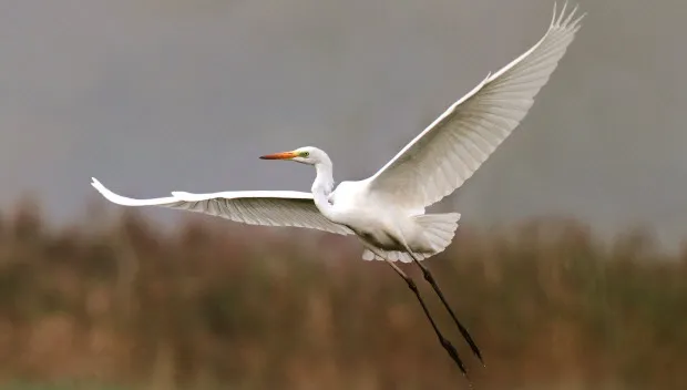qxndk1ijl3uzuyhiz117t8ykm grote zilverreiger vogelwerkgroep arnhem koos dansen