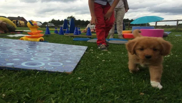 r310okocvr0mfhv9he9gqae27 paws4fun