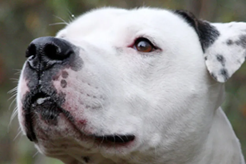 rambo dierentehuis arnhem en omstreken