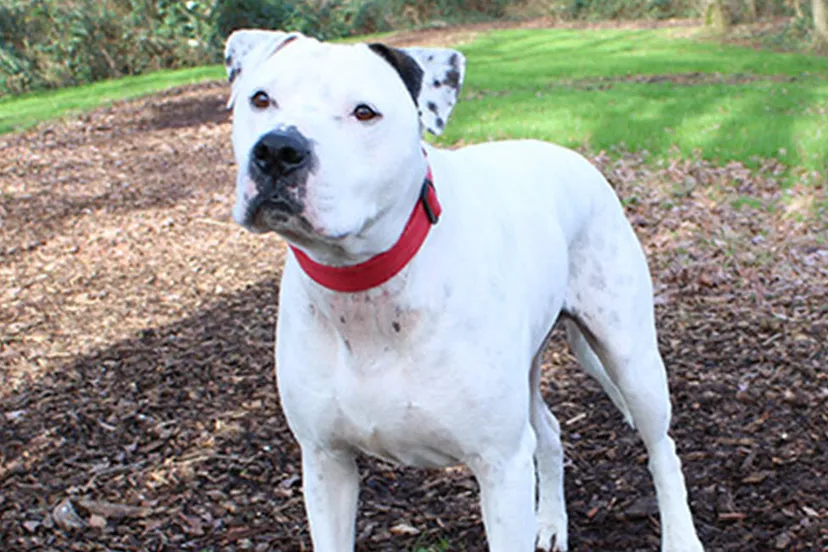 rambo dierentehuis arnhem en omstreken1