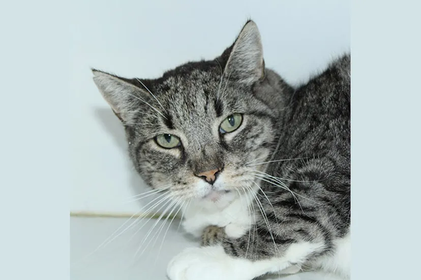 rambo dierentehuis arnhem en omstreken3