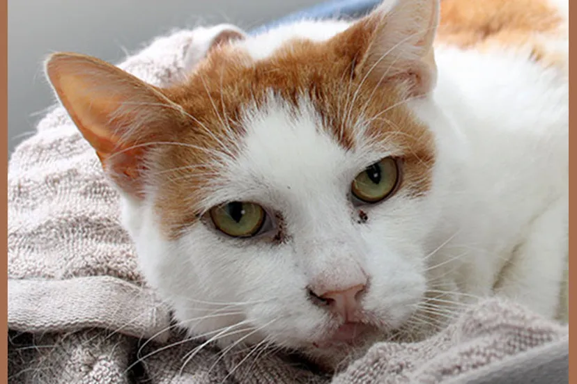 ready dierentehuis arnhem en omstreken