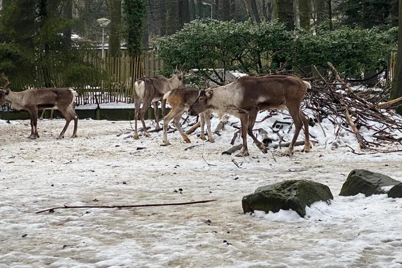 rendieren rhedennieuwsnl