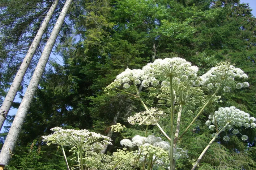 reuzenberenklauw pixabay