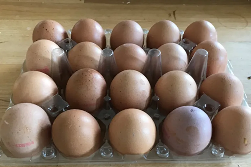 rheden eet smakelijk eieren