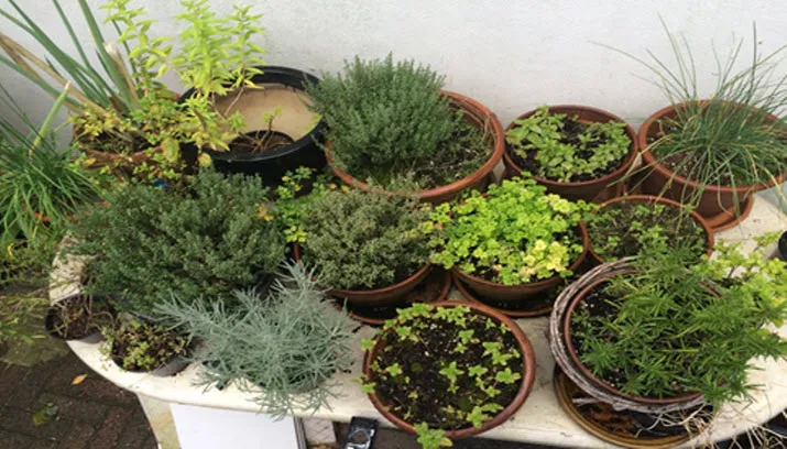 rheden eet smakelijk en kruidig