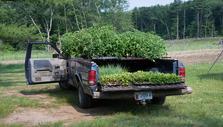 rheden eet smakelijk geurend ijzerhart
