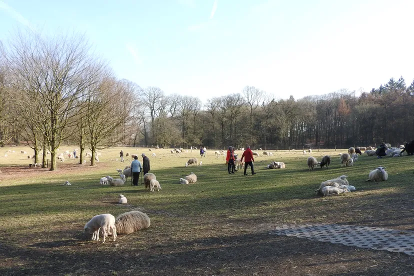 rhedens dorpsbelang 2